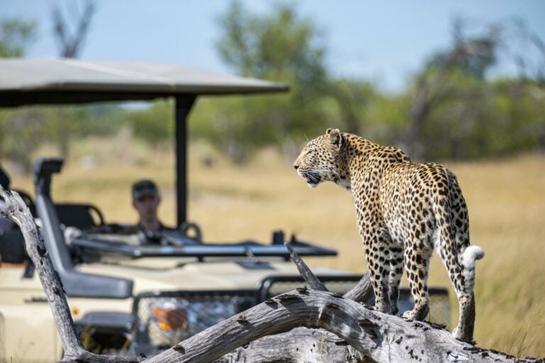 4 Day Luxury Call of the Wild Panorama and Safari Experience